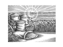 harvest grain art   color